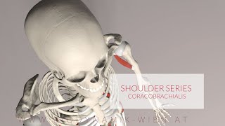 Coracobrachialis Shoulder Series Part 10 3D Animation [upl. by Titus]