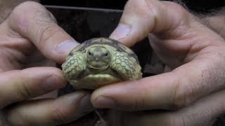 How To Care For A Sulcata Tortoise [upl. by Ennairak147]