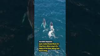 Worlds Rarest Whale FOUND in New Zealand shorts facts whales [upl. by Kegan129]