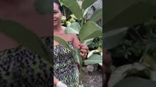 Propagating Variegated rubber tree florgenargue viral views florgardengoddess shorts gardening [upl. by Honoria]