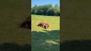 Spa dagje horse equestrian paard youtubemusic [upl. by Hawthorn]