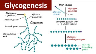 Glycogenesis  Glycogen Metabolism  Carbohydrate Metabolism  Biochemistry [upl. by Meingolda]