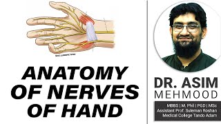 Anatomy of Nerves of Hand  Hindi  Urdu [upl. by Aver]