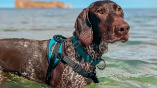 Harnais de marche pour chien  Mesure et bon ajustement  NAHAK [upl. by Aneleve333]