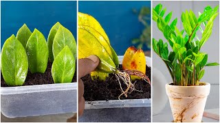 How to grow ZZ plant at home from leaves  Great idea for home gardening [upl. by Jeana]