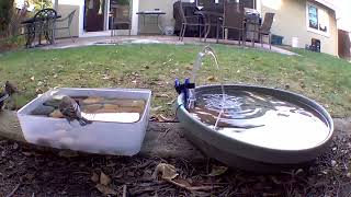 Sweet Yellow Rumped Warbler checking out the bird bath [upl. by Seaman94]