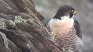 Peregrine rearing Herring Gulls South Coast UK [upl. by Llenna]