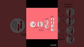 stages of meiosis [upl. by Aitnuahs]