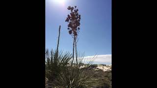 White Sands New Mexico [upl. by Joey]