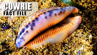 Cowrie Facts WHAT IS this SHINY SHELL 🐚 Animal Fact Files [upl. by Edsel]