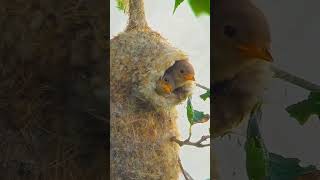 Tiny chicks waiting for mom babybirds birdsounds shortsfeed short video [upl. by Jayne]