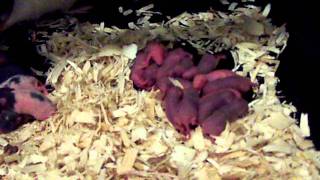 Rodent Breeding Update 12282011 [upl. by Croix238]