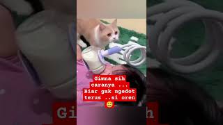 Oren ngedot terus cat cute pets funny kitten kucing anakkucinglucuimut catlover [upl. by Enovaj]