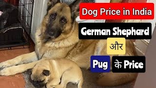 Dog Price in India 🐕❤️Cheapest Dogs In India💙🔥dogsales dogpriceupdate dogpricelist [upl. by Anomahs379]