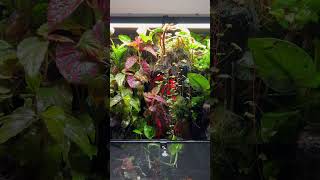 Paludarium  Before and After [upl. by Hubble]