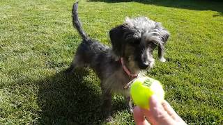 Miniature Dachshund  Poodle Cross Playing Fetch [upl. by Afatsum]