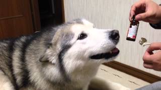 誰がやったの？！イタズラがバレて言い訳する犬（アラスカンマラミュート） [upl. by Nolasba]