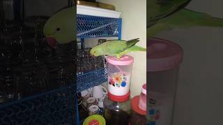 Parrot react wang da naap song  tota parrot tranding shorts [upl. by Haden]