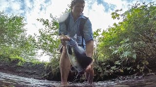 Easily catch Alaskan salmon by bare hands and eat it raw [upl. by Lalage]