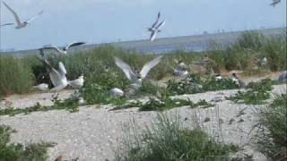 Henk Wijngaard  De Waddenzee [upl. by Yanaj421]