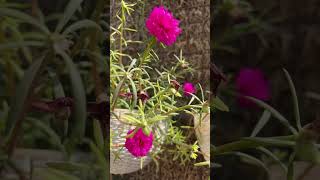 Portulaca portulacas portulacaplant portulacaflower rosemoss garden flower plants gardening [upl. by Natka]