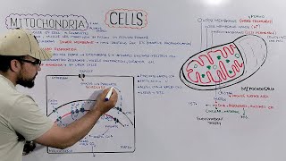 Mitochondria Structure and Functions of Mitochondria Detailed Series [upl. by Anuat]