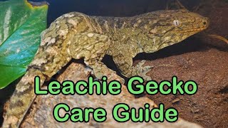 Leachianus Gecko Care Guide Finally [upl. by Gausman719]