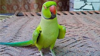 Talking Parrot Saying Mithu Mithu [upl. by Dnomad]