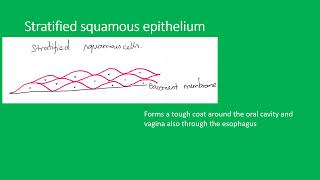 Histology epithelium [upl. by Geraldine]