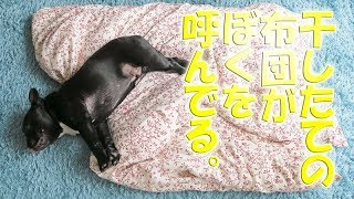 犬も干したてのお布団が気持ち良いんだろうなぁ。 [upl. by Pond]