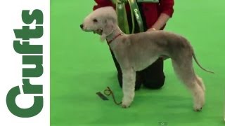 Crufts 2012  Bedlington Terrier Dog Best of Breed [upl. by Nuaj]