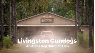 Livingston Gundogs Training Breeding and Importing British Labradors [upl. by Aken]