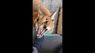 Caracal lives his best life as house cat in Latvia [upl. by Ainiger]