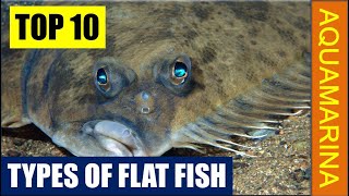 Types of Flat fishes Top 10 most popular varieties [upl. by Treble]