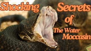 EXPERT Herpetologist Shares Shocking Water Moccasin Secrets [upl. by Elleiram]