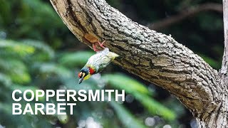 Coppersmith Barbet birds study birdwatching [upl. by Ingram187]