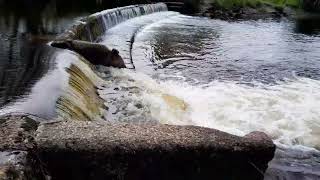 Sedbergh Weir Fish Pass River Rawthey [upl. by Attelocin]