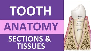 Tooth Anatomy Structure amp Tissues  Crown Neck Root Dentin Cementum Enamel Pulp [upl. by Shaughn]