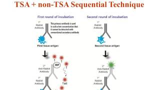 TSAnon TSA Sequential Technique for Multicolor Fluorescence Immunohistochemistry [upl. by Stretch]