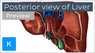 Overview of the posterior liver preview  Human Anatomy  Kenhub [upl. by Vogel]