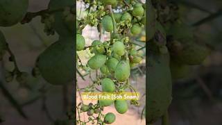 Blood Fruit  Scientific name Haematocarpus validus  Family Menispermaceae horticulture fruits [upl. by Ecinuahs]