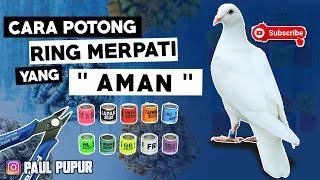 CARA MEMOTONG RING MERPATI DEWASA  AMAN TANPA LUKA [upl. by Les]