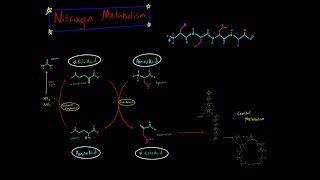 Nitrogen Metabolism Transamination and Deamination EVERYTHING YOU NEED TO KNOW BIOCHEMISTRY MCAT [upl. by Jehoash]