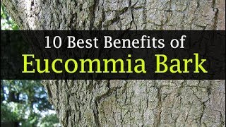 Eucommia Bark Benefits for Weight Loss Diabetes and Others [upl. by Supat]