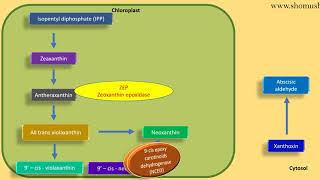 Abscisic acid biosynthesis pathway  plant hormone lecture [upl. by Neras]