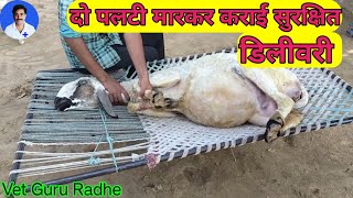 Uterine torsion  Dystocia in a sheep  पलटी मारकर कराई भेड़ में डिलीवरी [upl. by Toogood]