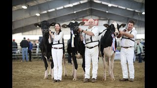 Ontario Spring Holstein Cows 2018 [upl. by Errol]