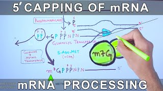 5 Prime Capping of mRNA  Eukaryotic mRNA Processing [upl. by Eyahs]