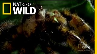 The Deadly Jumping Spider  Nat Geo Wild [upl. by Assetak]