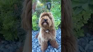 How Much Is That Doggie In The Window austrailianlabradoodle puppy window [upl. by Anaigroeg]